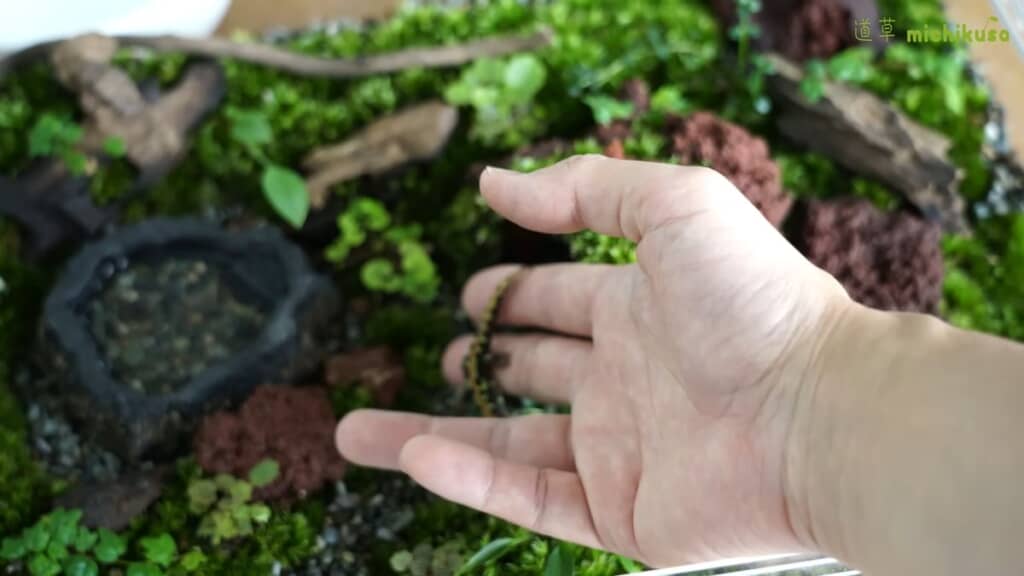 完成したイモリウムにイモリを導入する