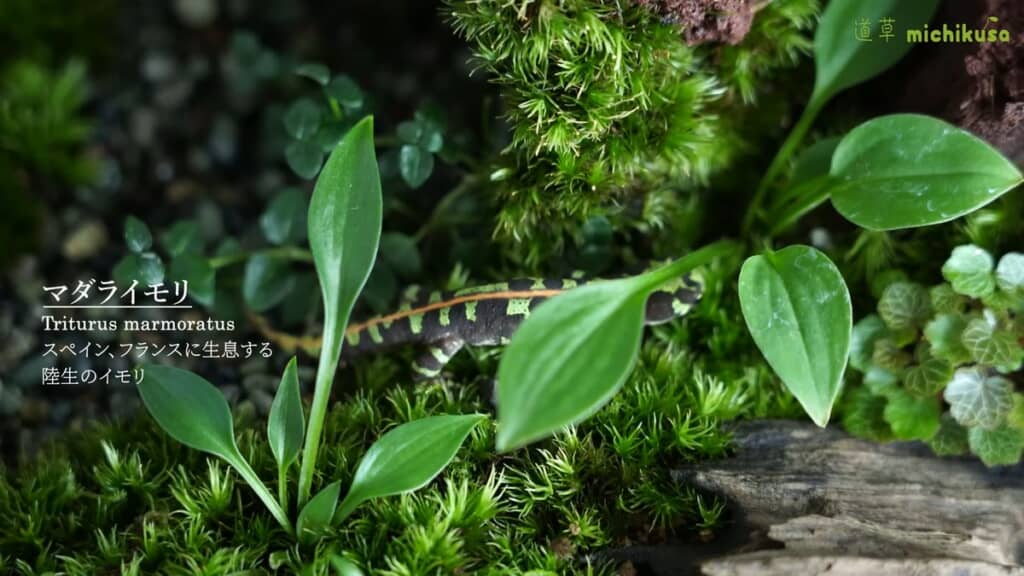 緑豊かなイモリウムの中を練り歩く体色が緑なマダライモリ
