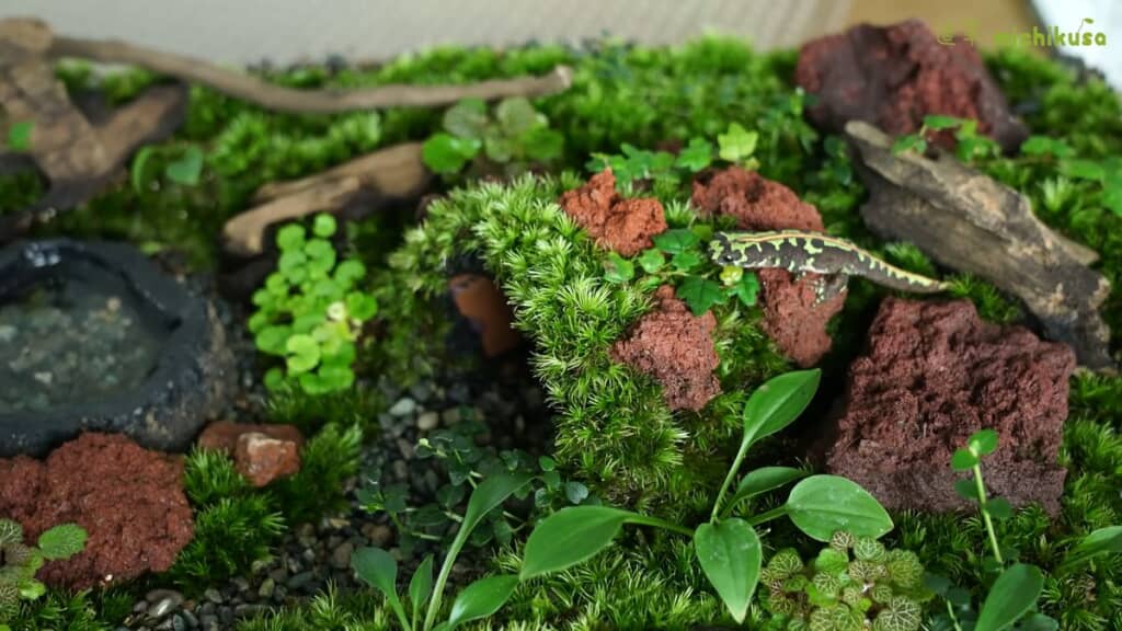 シェルターの上を歩くマダライモリ