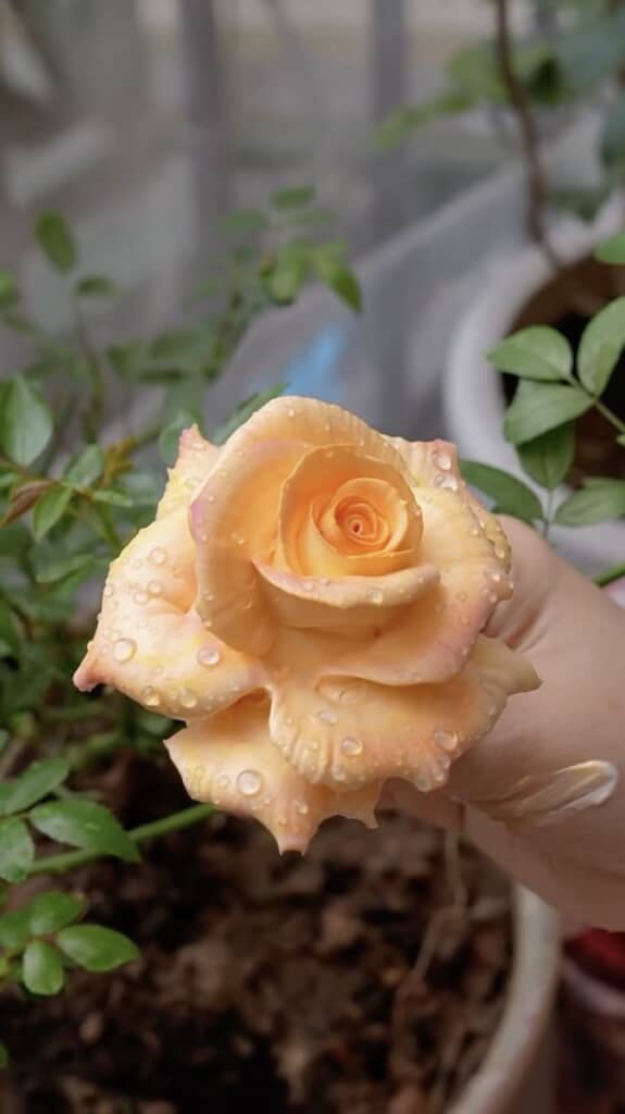 摘みたてのキレイな花にしか見えませんが……