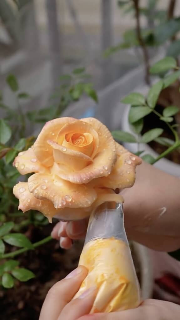 クリームを塗っている!?