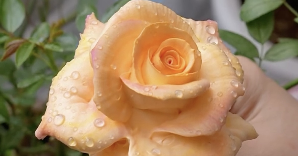 画像が削除されました