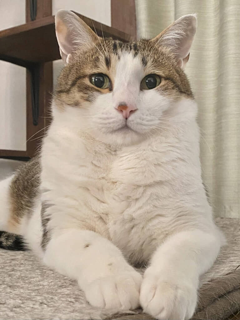 貫禄があってりりしくてかわいいいずもさん。その秘密とは……？