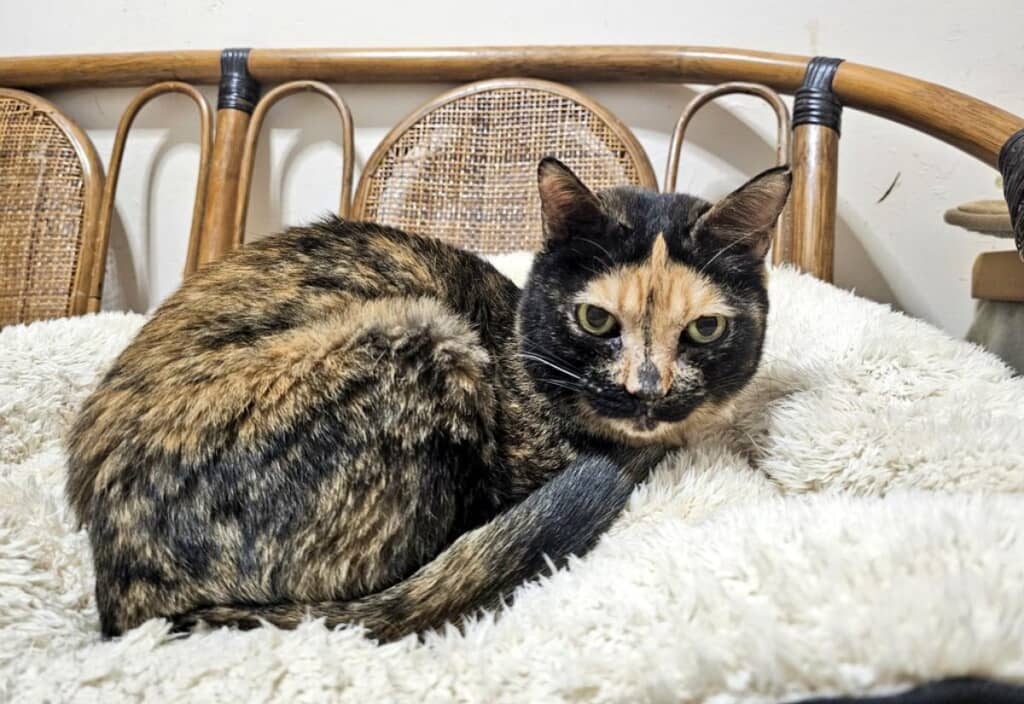 ちびっ子に「うわ。こわ。でも面白い」と言われた律子ちゃん