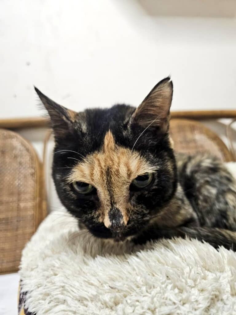 お顔に特徴的な模様があります