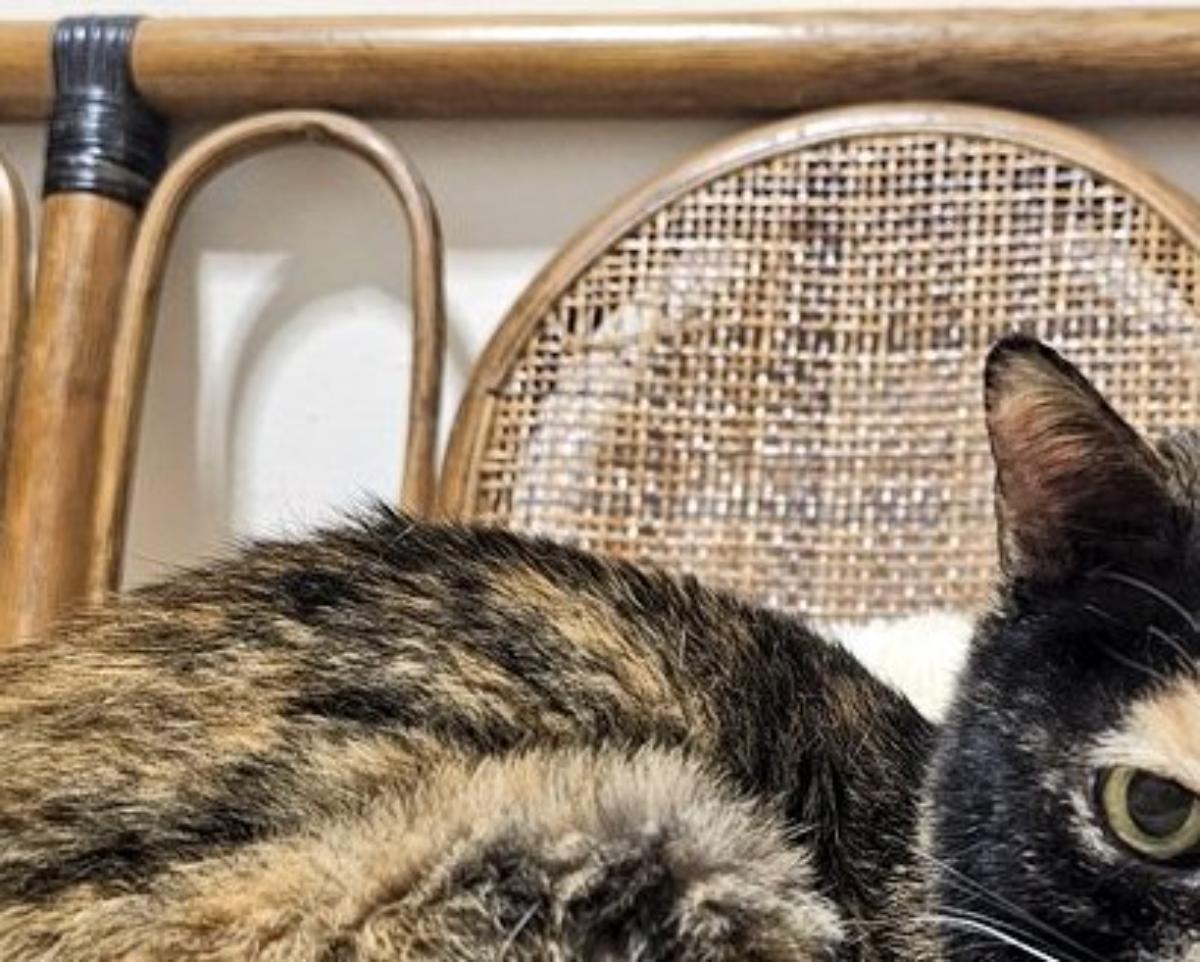 ちびっ子に「うわ。こわ。でも面白い」と言われた保護猫→唯一無二の姿に「なんとも神々しい」「もぅ……好き」(1/3) | 猫 ねとらぼ