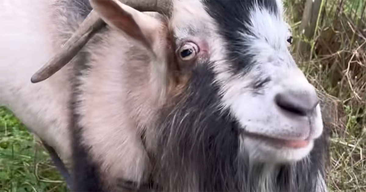飼い主「散歩だよ！」→ヤギを連れて出発したら……　思わぬ展開に「対戦風景なんですが笑」「初めて見た」（1/3） | その他生き物 ねとらぼ