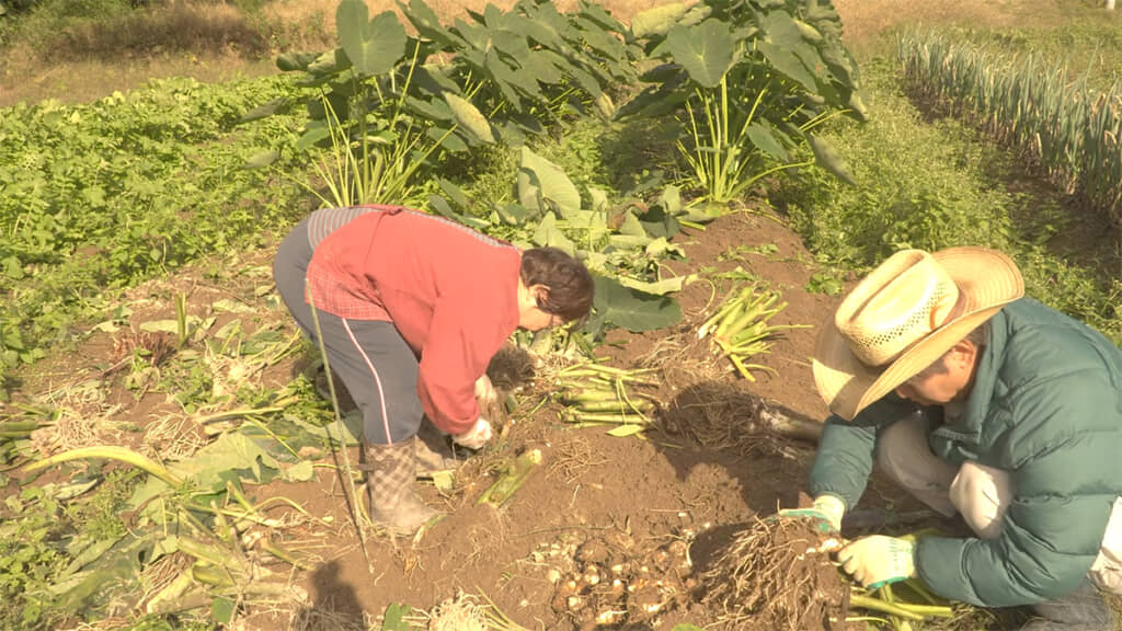 里芋を収穫する様子