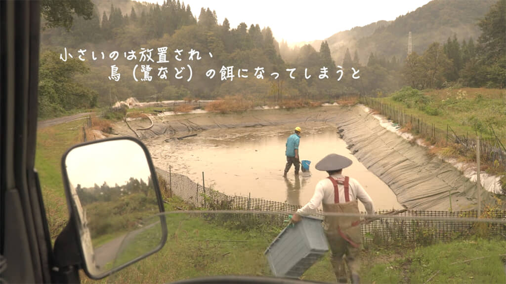 棚田にある野池にやってきました