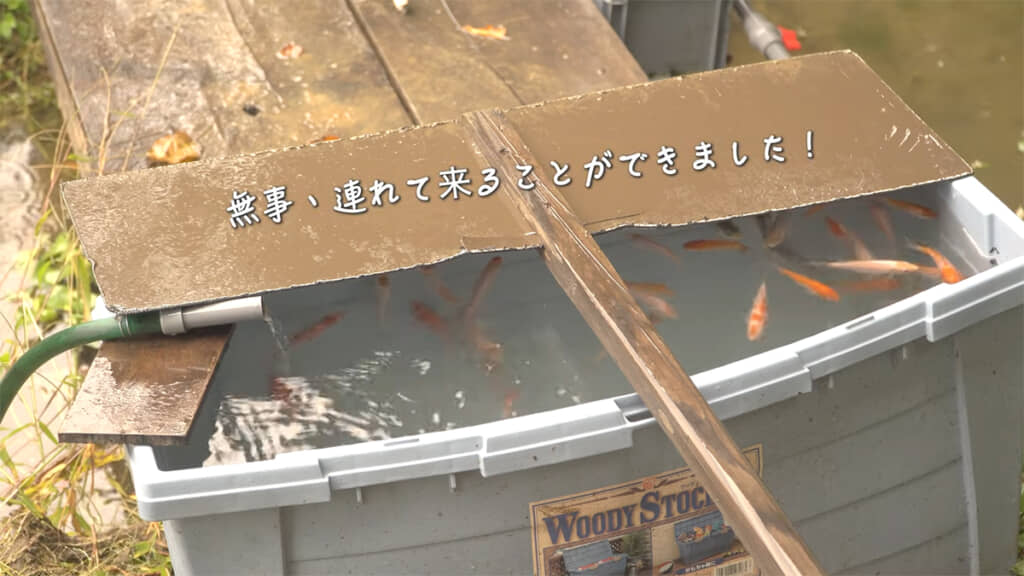 50匹ほどの稚鯉を連れ帰りました