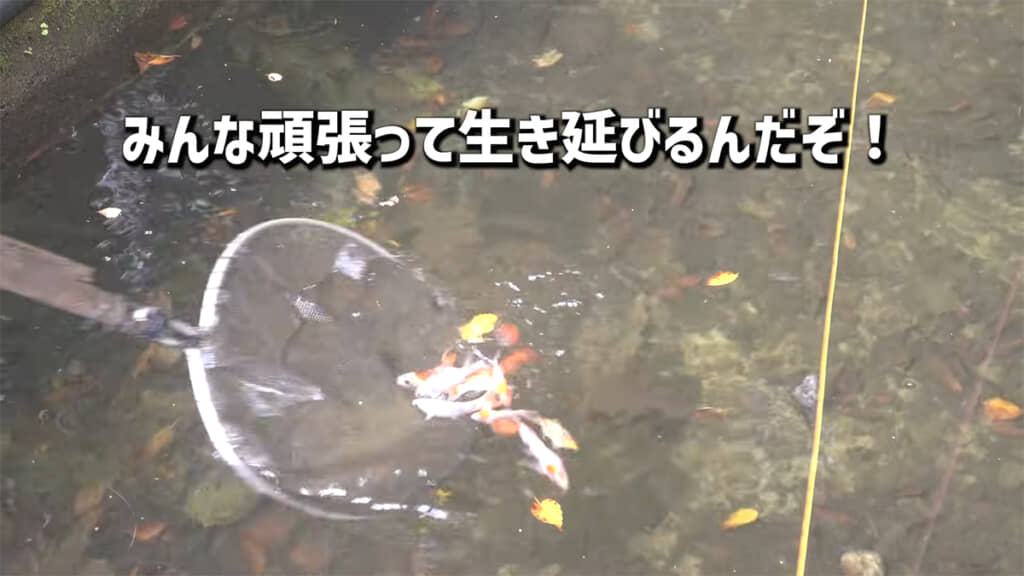 水温を合わせた後、稚鯉を池に放ちます