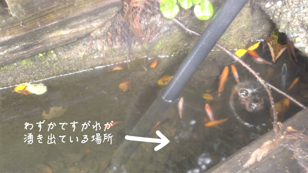 1匹でも多く、無事に生き延びてくれますように