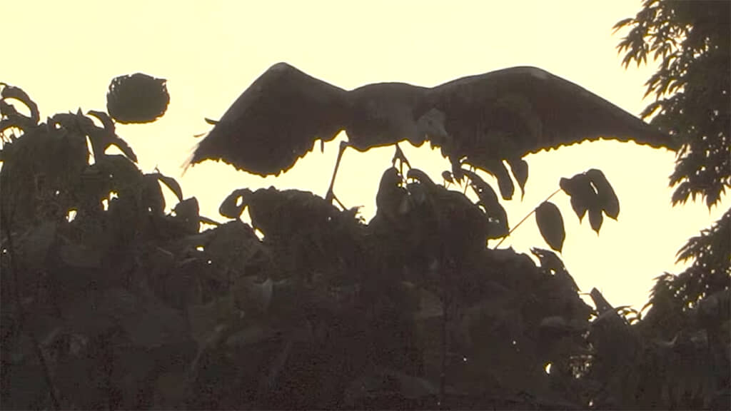 鯉を狙うサギが現れました