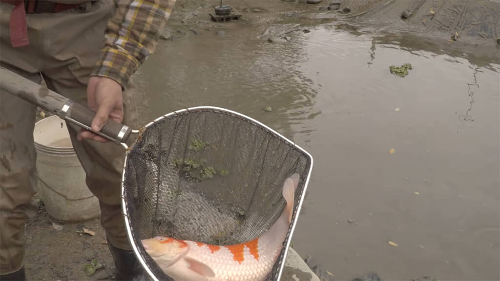 野池の鯉は大きく育っていました