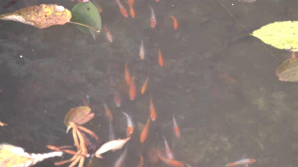 集まって泳ぐ稚鯉たち、美しいです