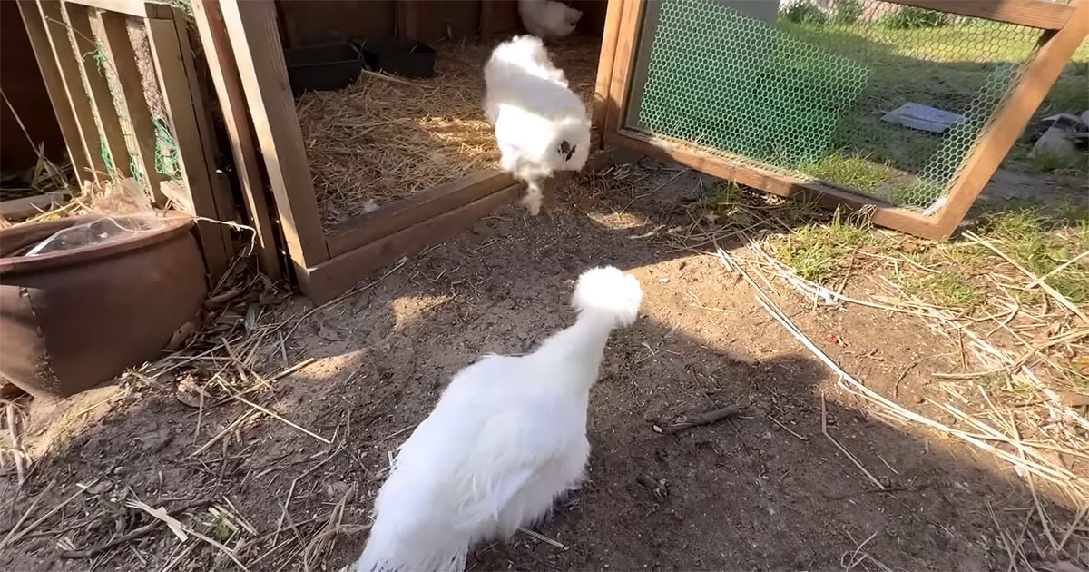 捨てられた鶏小屋にいたヒナを保護→2カ月後、親元へ返したら……　予想外の展開に「ビクッとなった」「幸せに育ってほしい」（1/3） | その他生き物 ねとらぼ