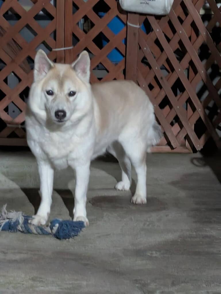 どこか神々しいハナちゃん