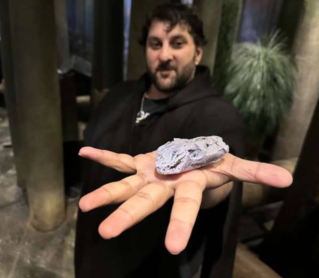 ティラノロテリ・ヘベルティの頭蓋骨の化石