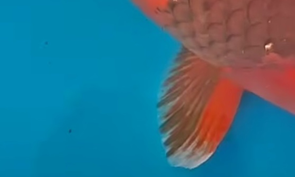 「うわ、何よこれ」超高額“変わり鯉”を愛好家に見せたら……素人目にも分かる“ヤバい見た目”に「ほんと似てます」「珍しい」（1/3） | その他生き物 ねとらぼ