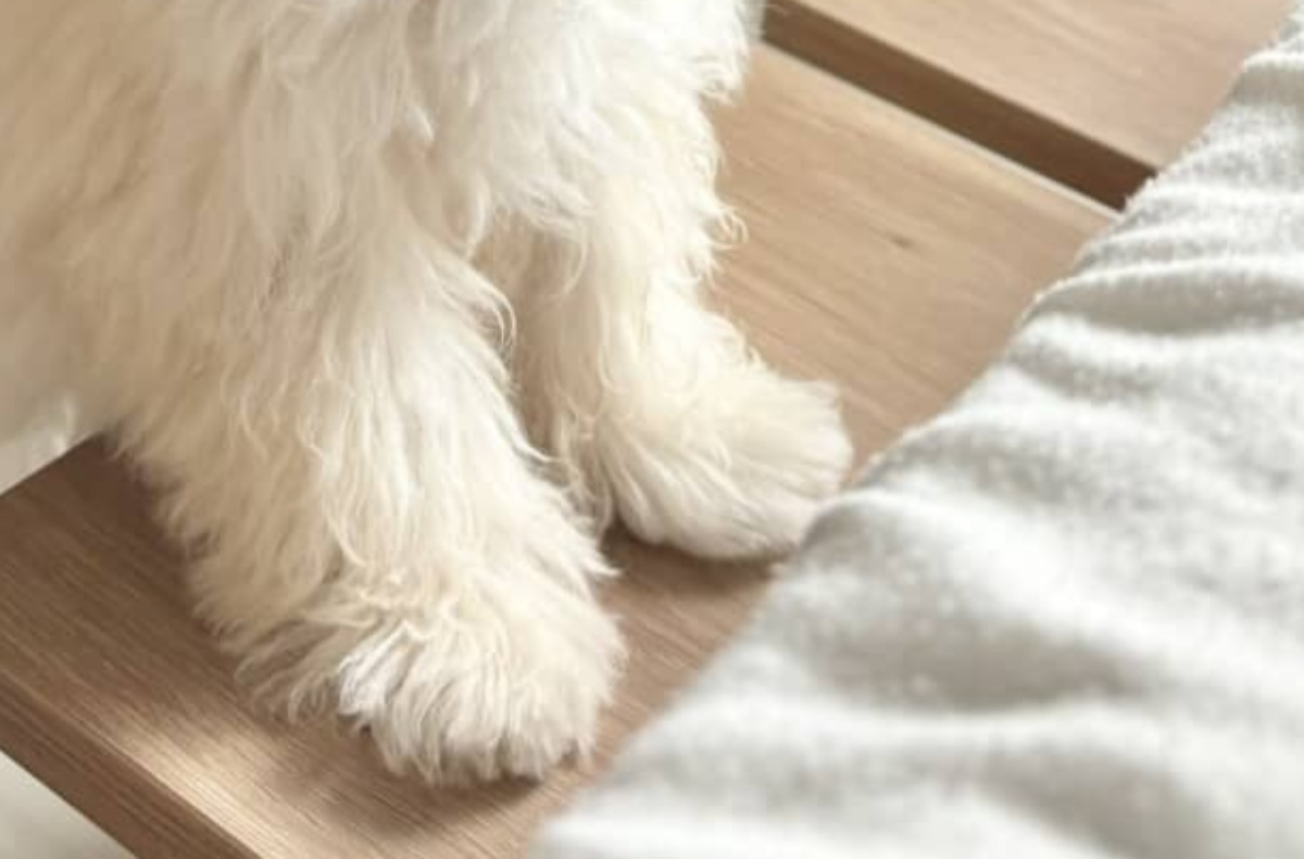 韓国人から「バタークッキーみたい」「メレンゲだ」と言われた子犬→納得の姿に「食べられますか?」と1368万表示 (1/3) | 犬 ねとらぼ