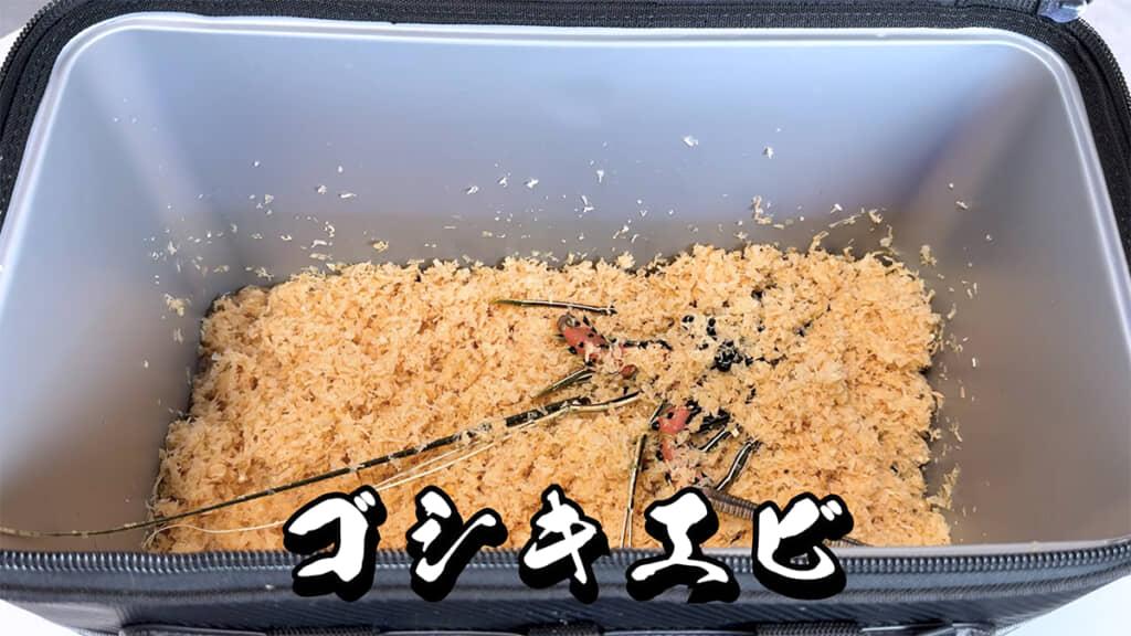 スーパーで「ゴシキエビ」を購入し、連れ帰ってきました