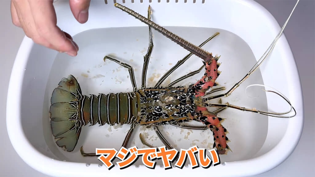 海水に入れましたが、ぐったりしています