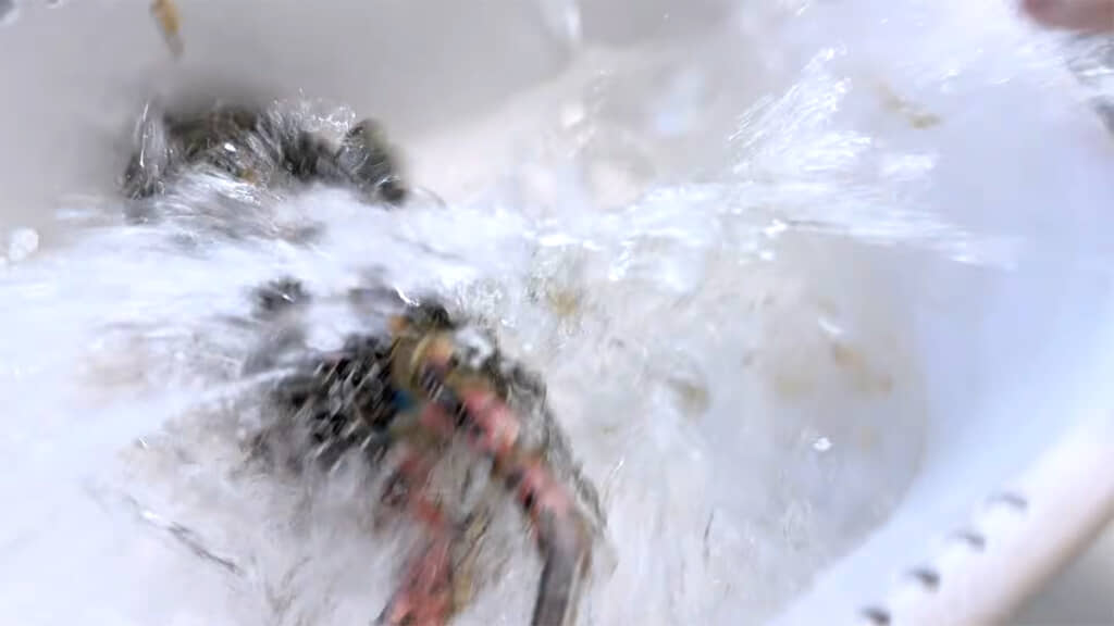 水を跳ね上げるゴシキエビ、少し元気になったようです