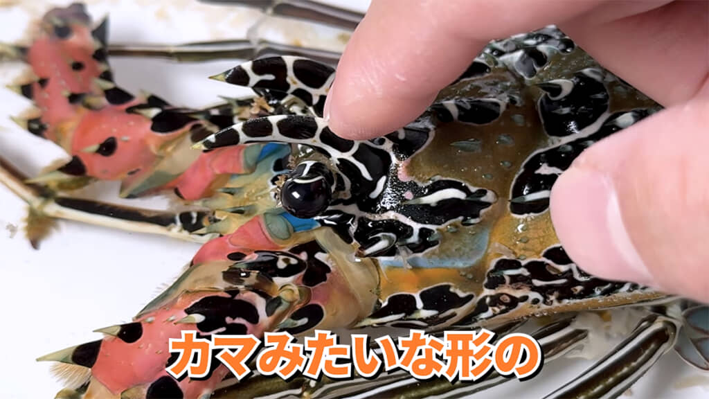 体にはトゲが、頭にはツノが生えています