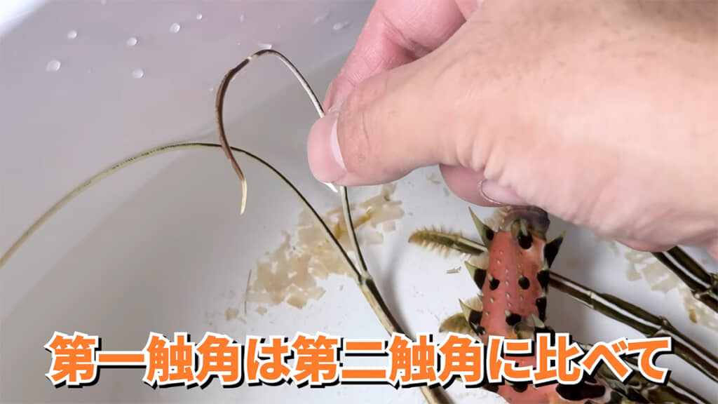 第一触覚は味や匂いを感じるセンサーなのだとか