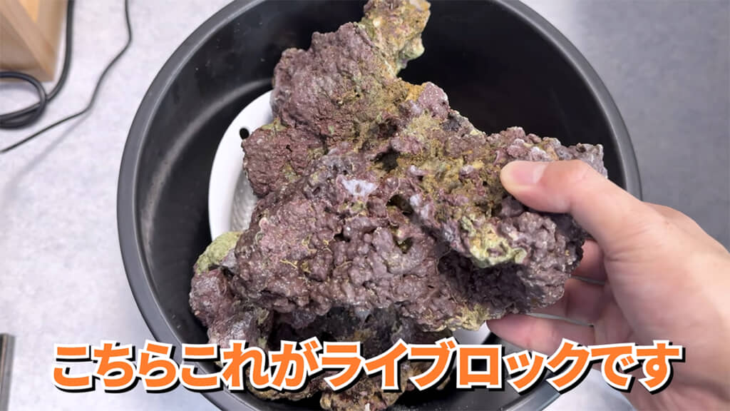 水槽にライブロックを設置します
