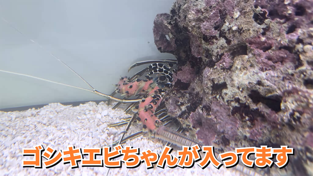 ライブロックの隙間に身をひそめるゴシキエビ