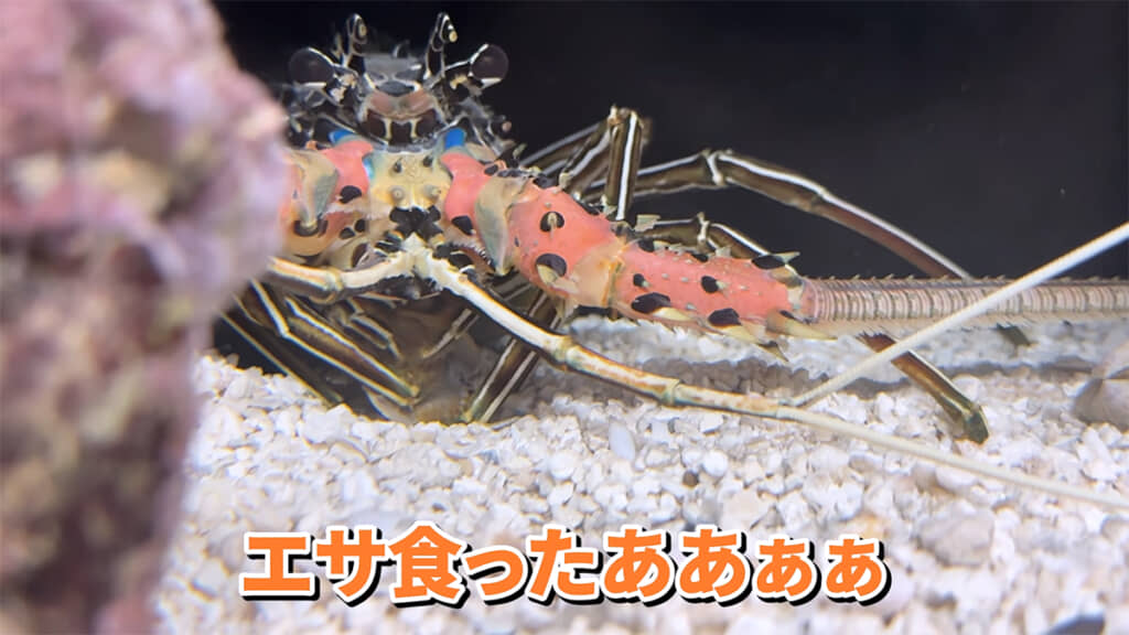 エサを食べてくれました！