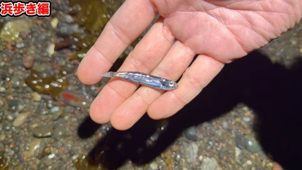 伊豆の海岸に打ち上げられた深海魚
