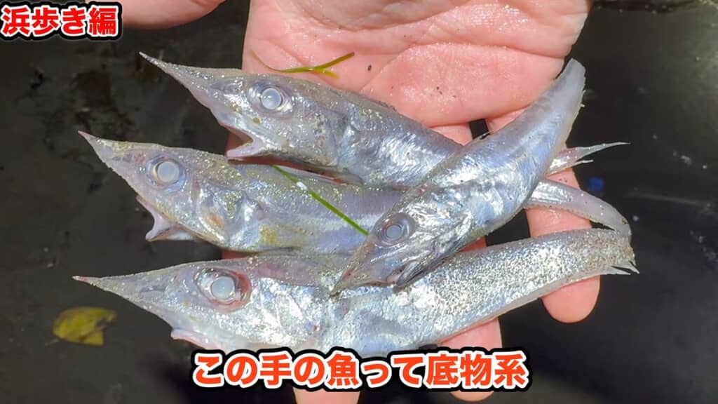 複数匹見つかったトウジンと思われる深海魚