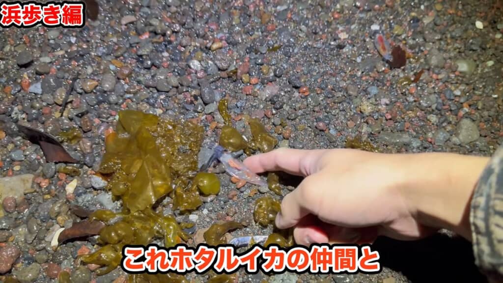 浜辺に打ち上げられたホタルイカ