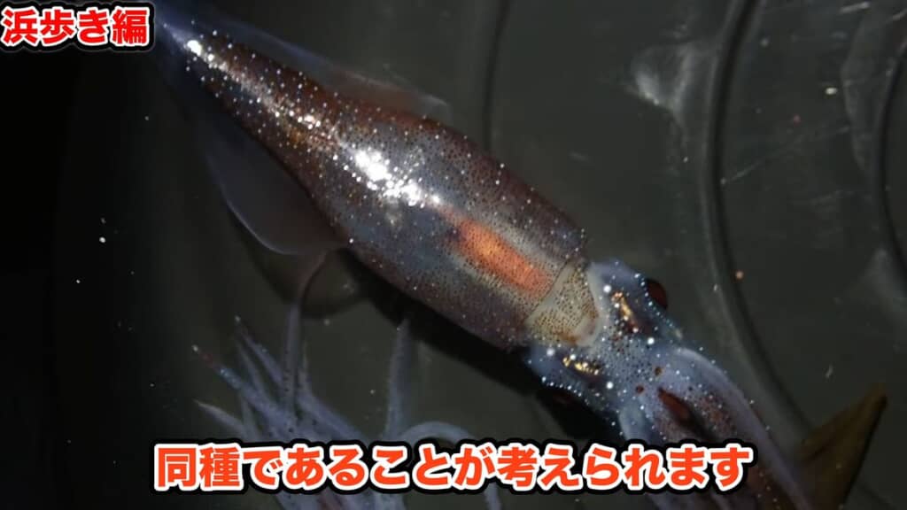 近縁のナンヨウホタルイカではなくホタルイカそのものと判定