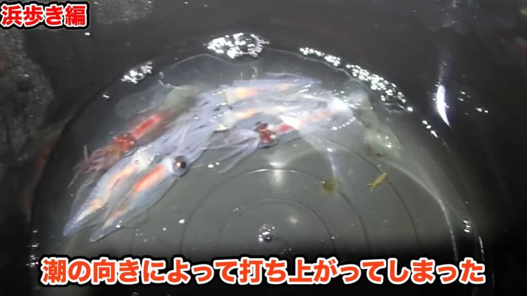 太平洋側でホタルイカが打ち上げられた理由を考察する投稿者