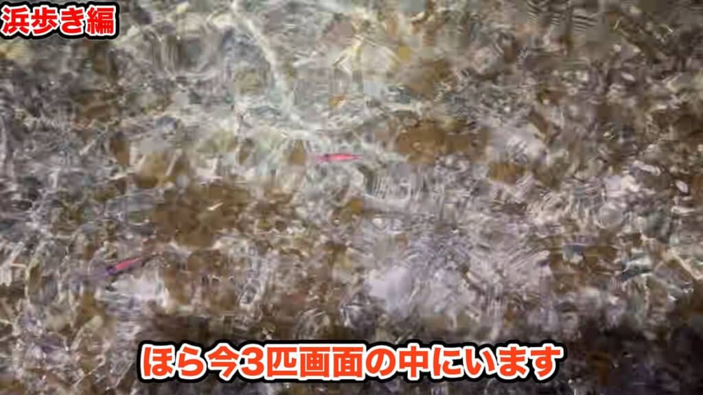 海中を漂う身投げ寸前の3匹のホタルイカ