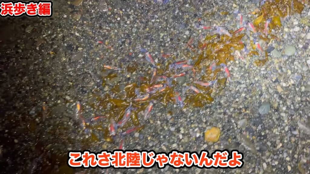 浜辺に打ち上げられた大量のホタルイカ