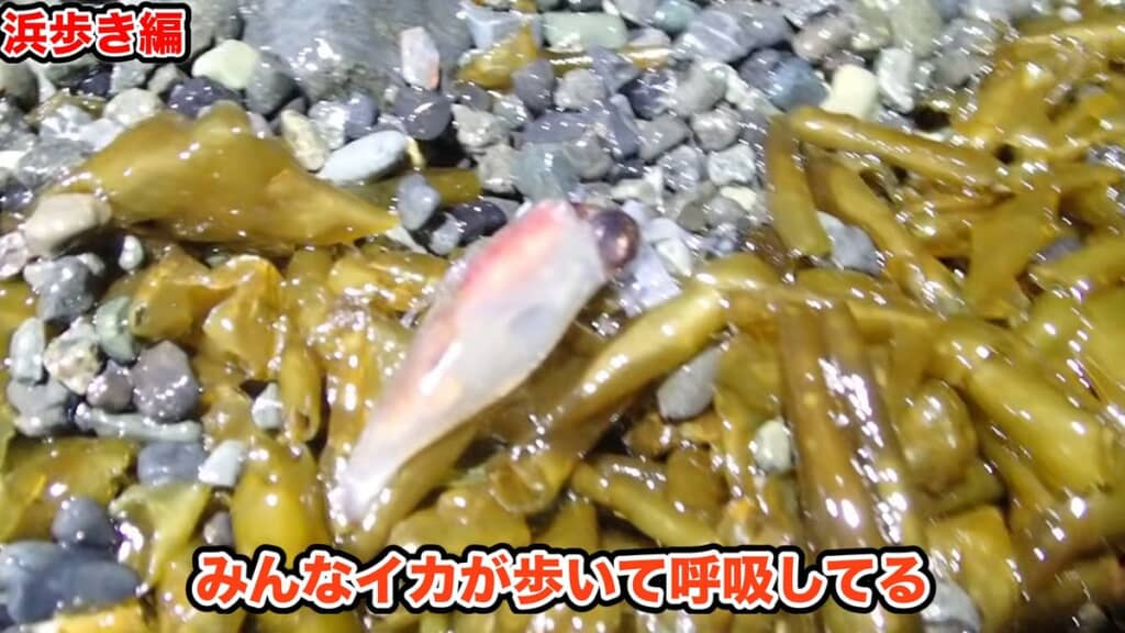 投稿者の目の前で打ち上げられたホタルイカ