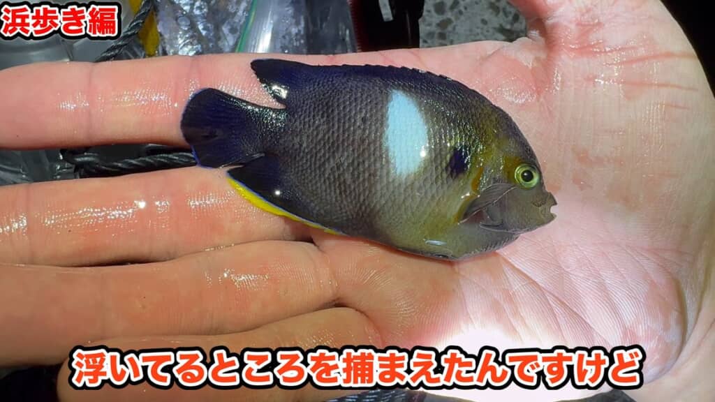 捕獲したアブラヤッコ