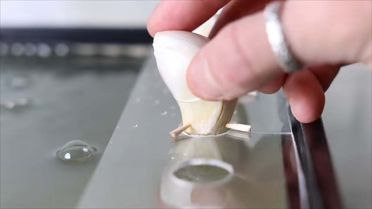 魚やエビが暮らす水槽にニンニクを設置→30日後の光景に「すごく興味深い」「引き込まれる」と120万再生【海外】（1/3） | その他生き物 ねとらぼ