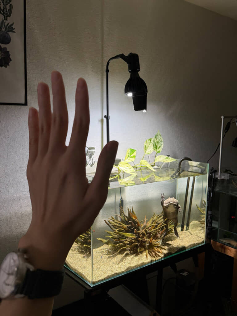 飼育中の“でっかいカエル”とあいさつを交わす飼い主さん