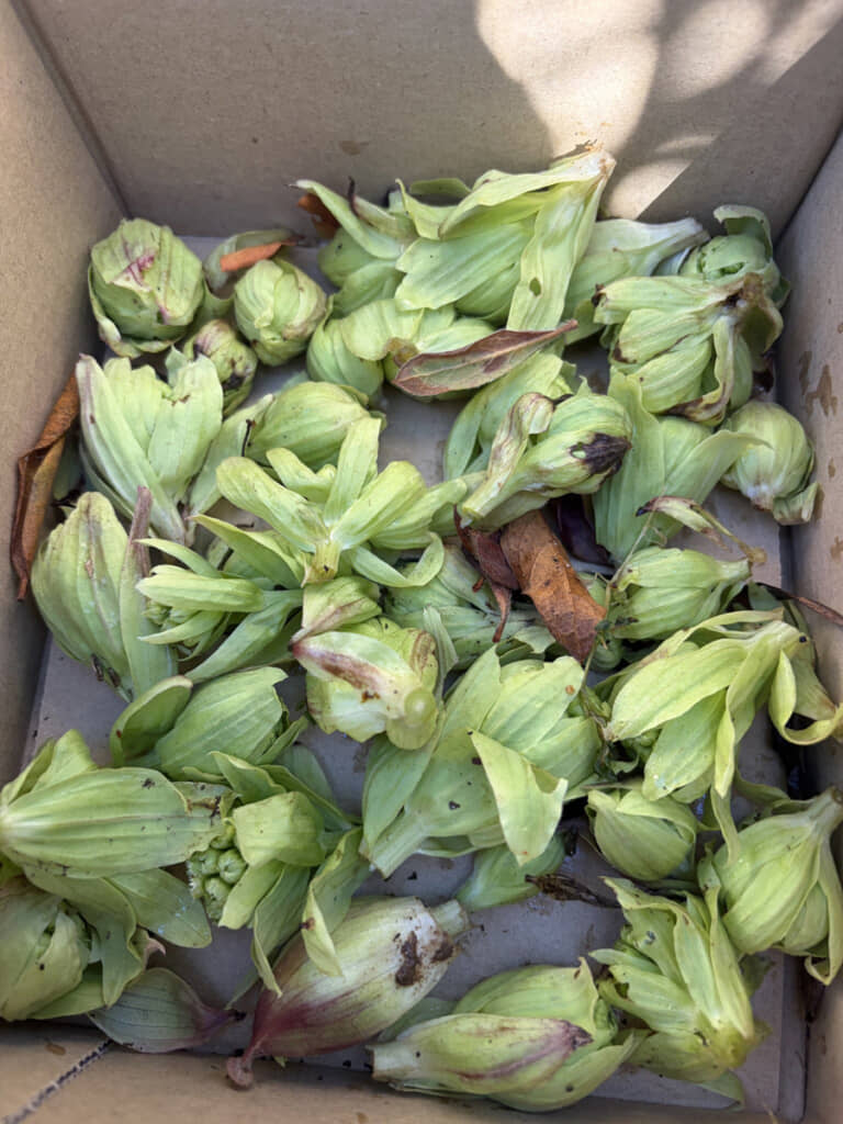 たくさん採れたふきのとう。ご近所さんに分けてあげたところ……