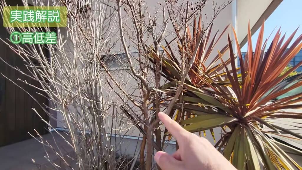 同じくらいの高さのヒメシャラとムクゲ、コルジリネ