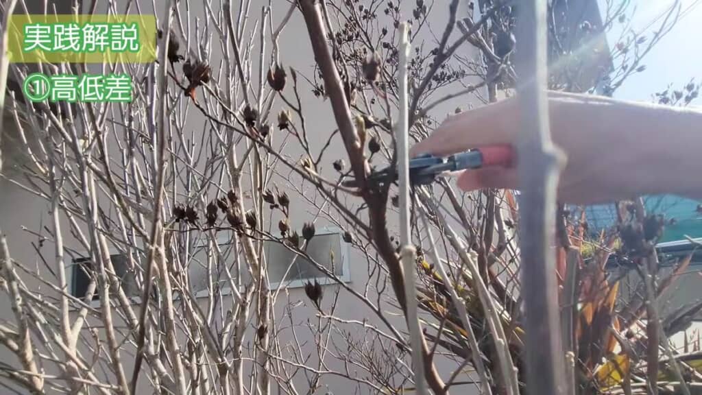 ヒメシャラに切り返し剪定する様子