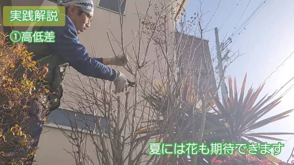 ムクゲの枝をどんどん切り落とす様子