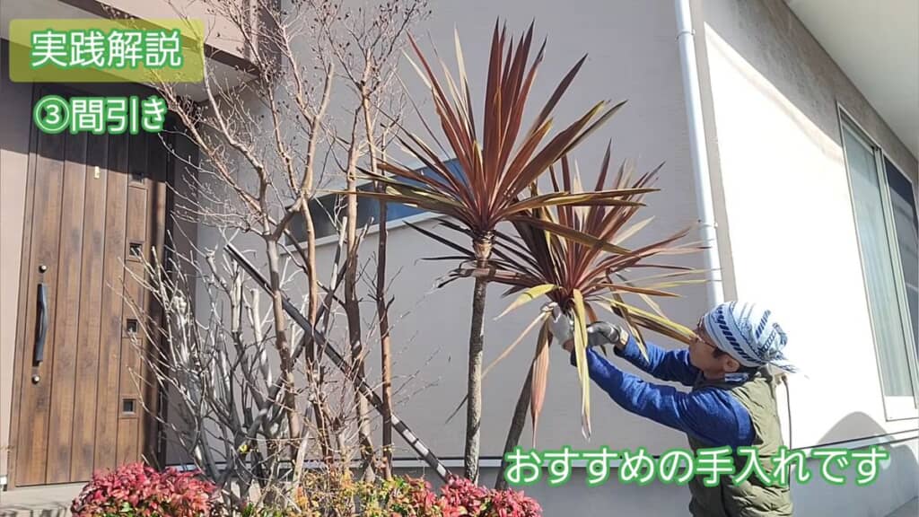 コルジリネの古い葉を切り落とす様子