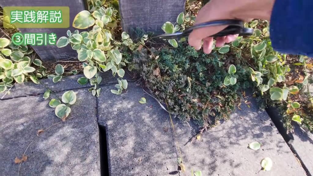 コニファーを間引く様子