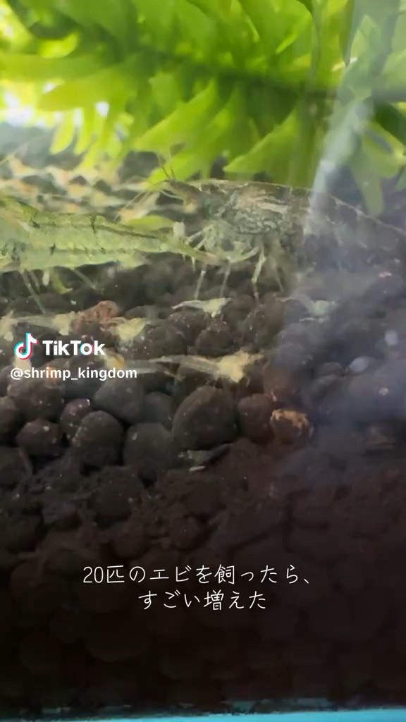 20匹の飼育をし始めて約2か月後の様子